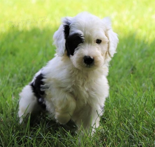 mini �t��ata portugalsk�ho vodn�ho psa k adopci