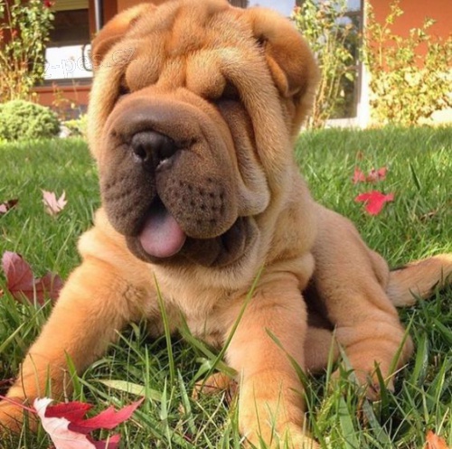 Prod�m zdrav� �t��ata o�kovan� shar-pei.