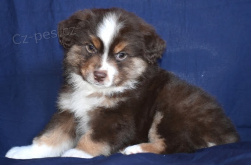 Prod�m �t��ata australsk�ho ov��ka