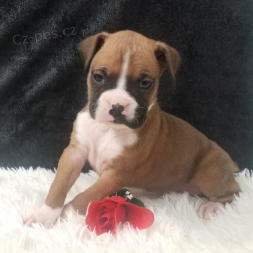 Prod�m �t��ata n�meck�ho boxera.