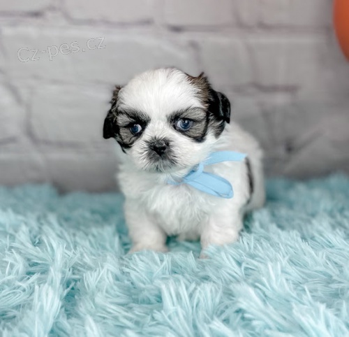 Prod�m hygienicky a soci�ln� vy�kolen� �t��ata SHIH TZU