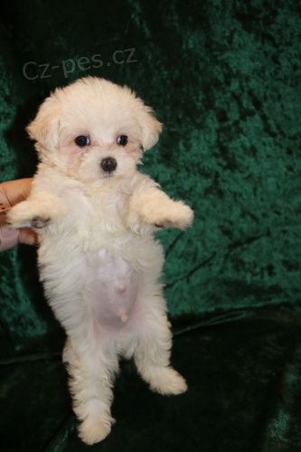 PROD�M O�KOVAN� miniaturn� �t��ata malt�z�k�.