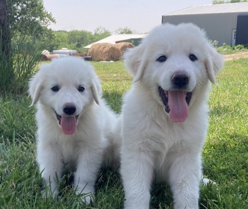 zdrav� skv�l� pyrenejsk� �t��ata na prodej