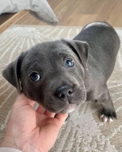 Prod�m zdrav� �t��ata staford��rsk�ho bulteri�ra