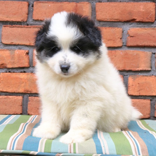 Prod�m �t��ata Samusky