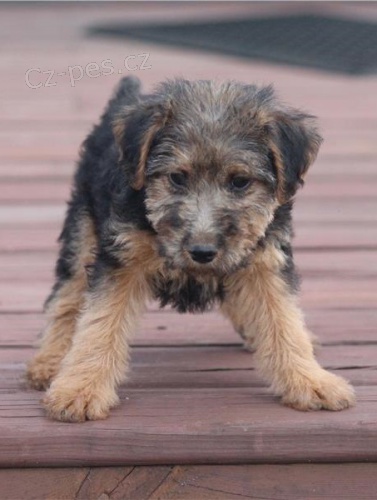 �t��ata welsh teri�ra