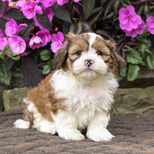 Prod�m �t��ata SHIH TZU