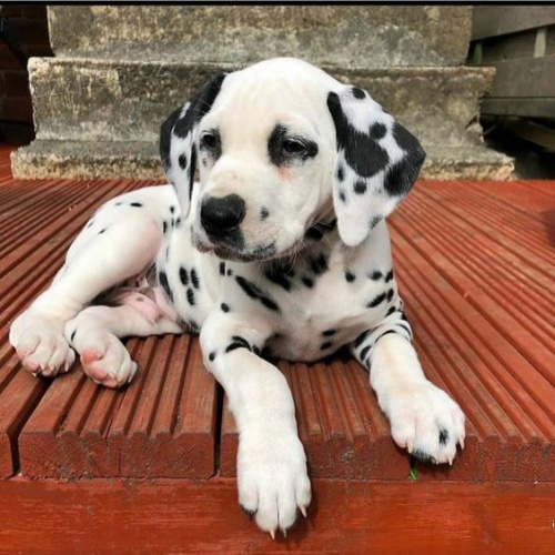 Prod�m kr�sn� a zdrav� o�kovan� �t��ata dalmatin�