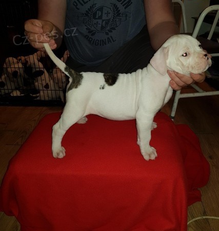 Prod�m �t��ata americk�ho buldoka.