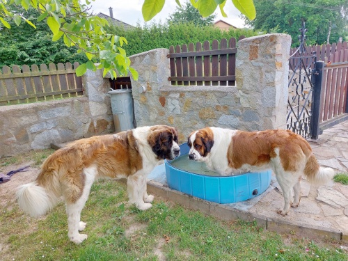 Prod�m �t��ata Moskevsk�ho str�n�ho psa