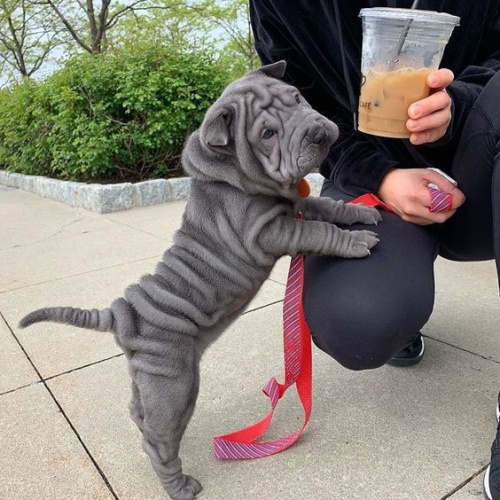 Prod�m zdrav� �t��ata o�kovan� shar-pei.
