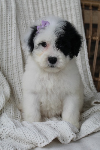 mini �t��ata portugalsk�ho vodn�ho psa k adopci