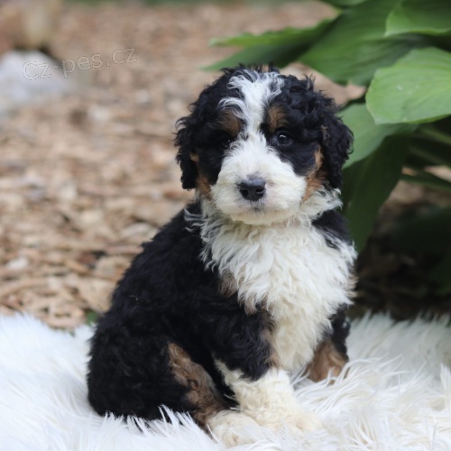 Prod�m zdrav� a o�kovan� �t��ata mini hra�ek Bernedoodle.