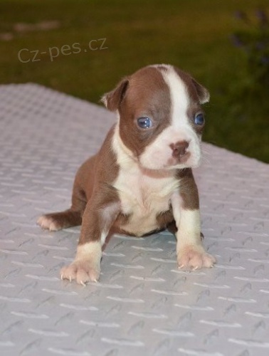 �t��ata hrani�n� teri�ra