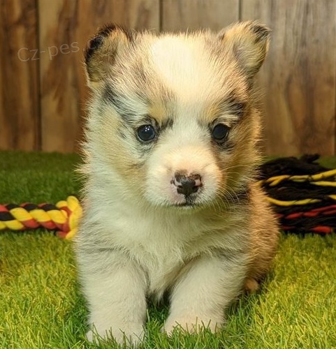 corgi, pembroke welsh