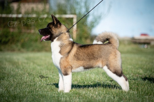 Americk� Akita na prodej