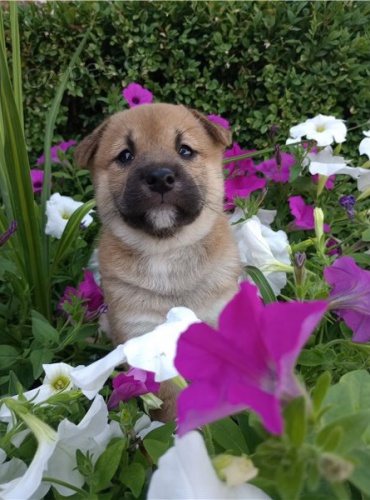 �t��ata shiba inu