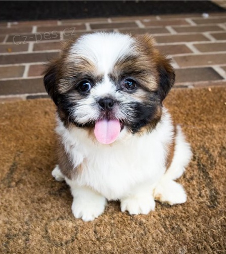 �t��ata shih tzu