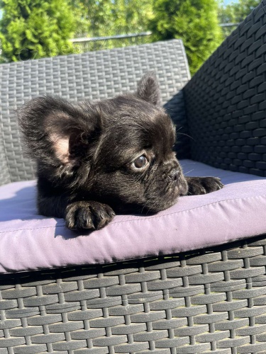 Nad�chan� francouzsk� buldo�ek