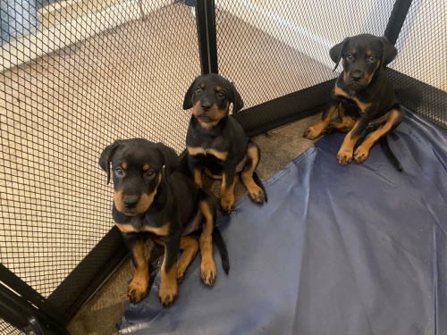 Prod�m roztomil� a kr�sn� miniaturn� �t���tka rotvajlera.