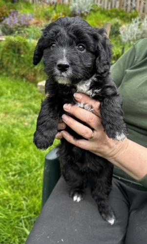 Prod�m zdrav� �t��ata sm�en�ho pudla border kolie.