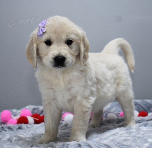 Prod�m ZDRAV� a O�KOVAN� �t��ata zlat�ho retr�vra.