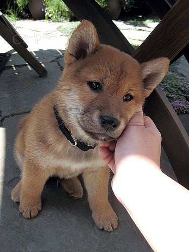 Prod�m rozko�n� miminka �t��ata shiba inu