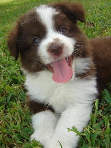 Prod�m roztomil� �t��ata australsk�ho ov��ka