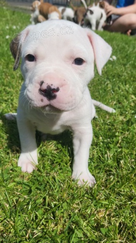 Prod�m �t��ata americk�ho buldoka.