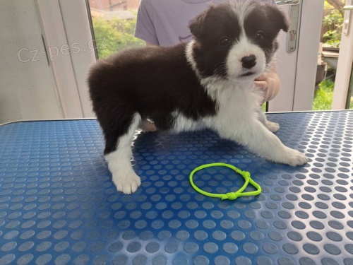 Prod�m �t��ata border kolie