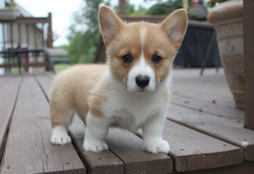 kr�sn� a and�lsk� �t��ata Pembroke Welsh Corgi na prodej.