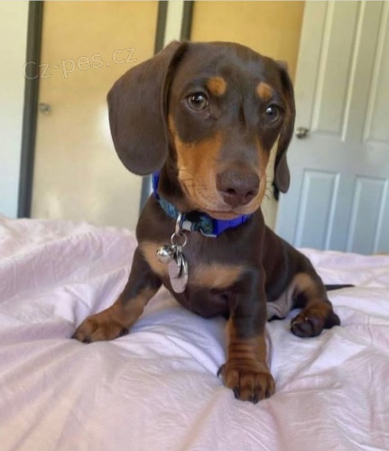 Prod�m zdrav� �t��ata kr�tkosrst�ch jezev��k�