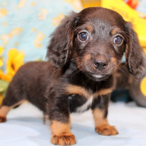 Dlouhosrst� �t��ata miniaturn�ho jezev��ka