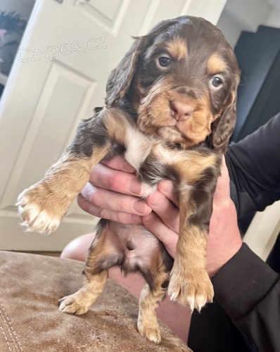 Prod�m �t��ata kokr�pan�la