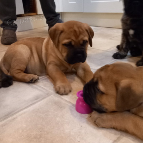 Prod�m �t��ata bullmastifa o�kovan� a od�erven�.   