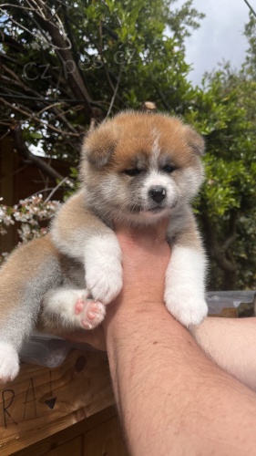 Prod�m zdrav� a o�kovan� mini �t���tka AKITA INU.