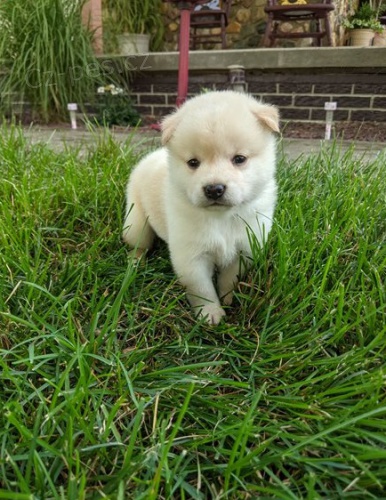 �t��ata shiba inu