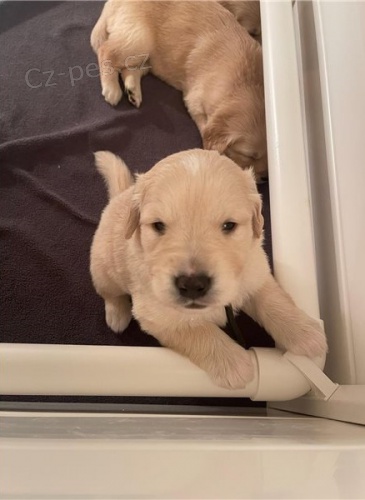 �t��ata zlat�ho retr�vra