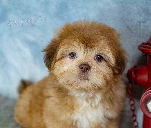 �t��ata shih tzu