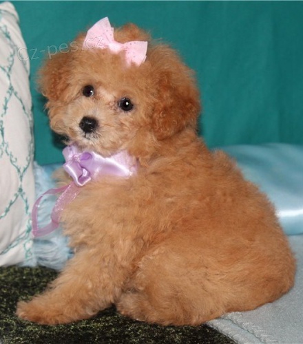 pudl, hra�ka �t��at