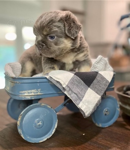 �t��ata francouzsk�ho buldo�ka