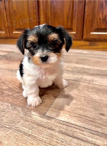 �t��ata yorkshirsk�ho teri�ra