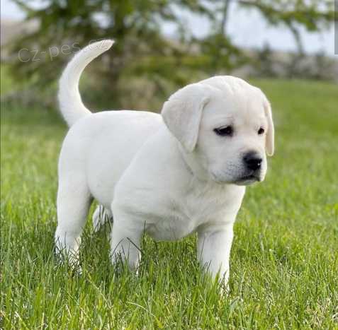 Labradorsk� retriever s pp ~ pejsky a Fenku