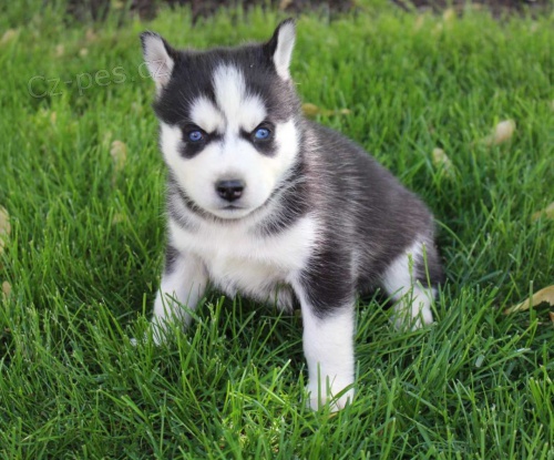 Prod�m rozko�n� �t���tka sibi�sk�ho huskyho s kr�sn�ma modr�ma o�ima.