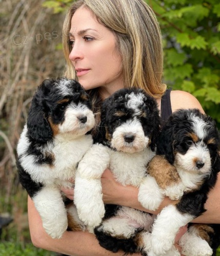 Prod�m mini �t��ata Bernedoodle.