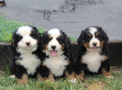 Prod�m o�kovan� a od�erven� �t��ata bernsk�ho sala�nick�ho psa.