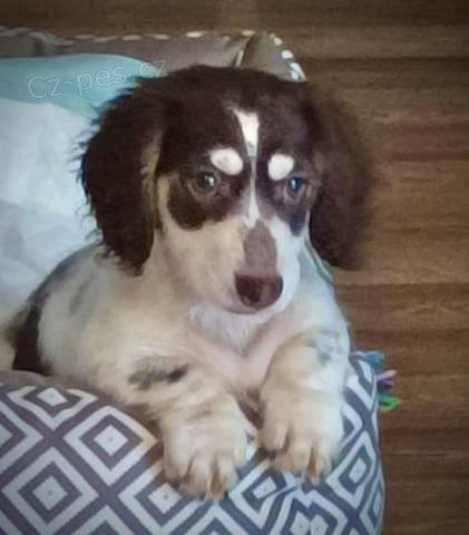 Jezev��k trpasli�� kr�li��, p�ekr�sn� zbarven�