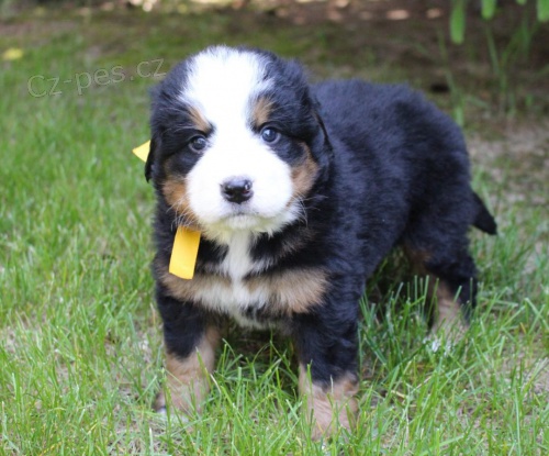 Prod�m �t��ata bernsk�ho sala�nick�ho psa.