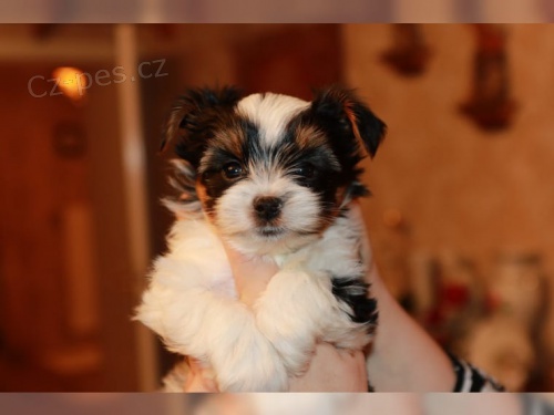 Prod�m o�kovan� �t��ata BIEWER YORKIE MINI.