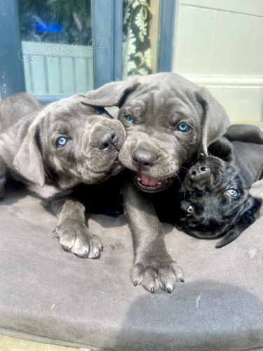 Prod�m modro�ern� �t��ata italsk�ho Cane Corso